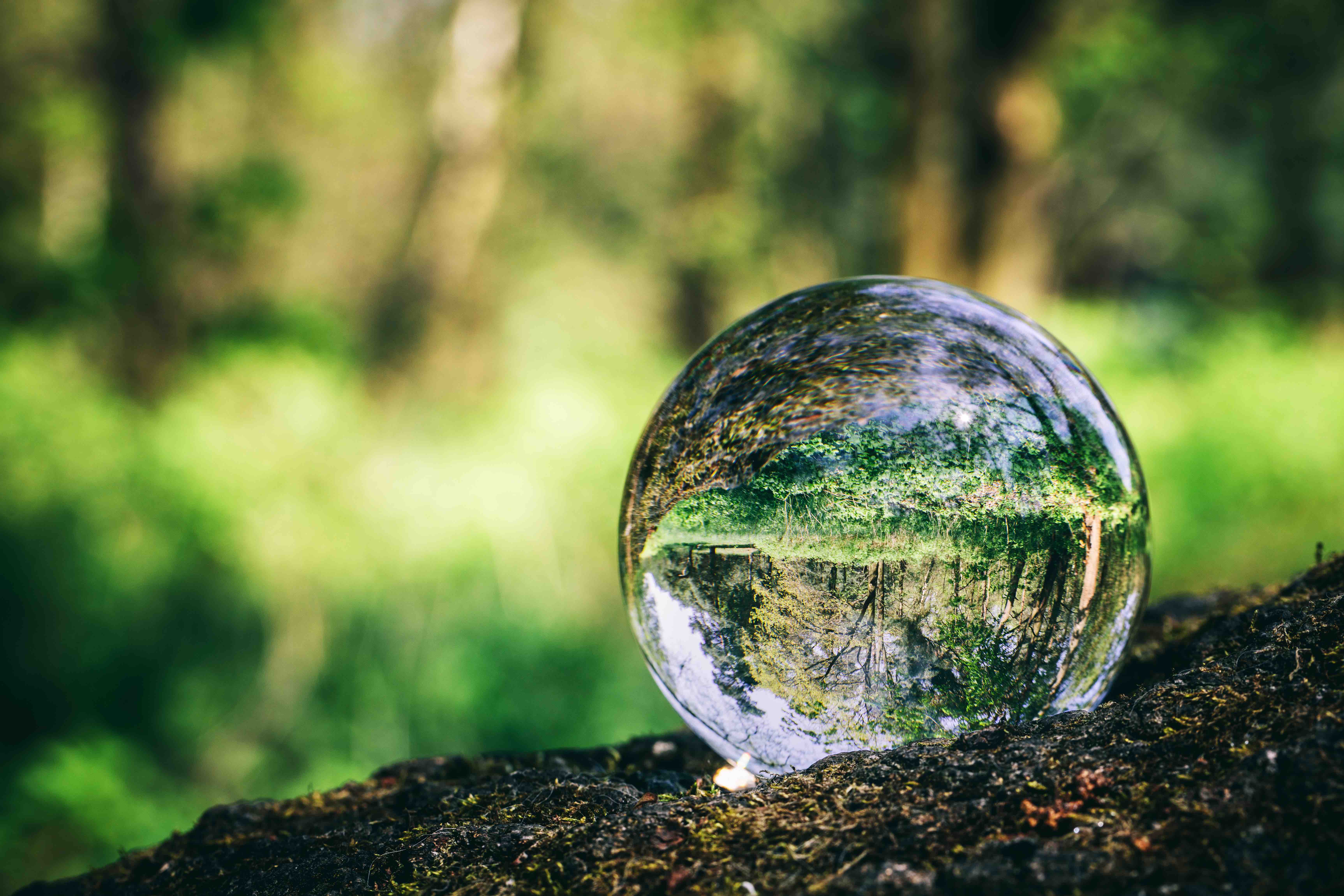 Crystal ball standing on a trunk, reflecting a forest. Environmental conservation. Earth Day.